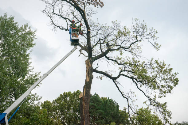 Scott City, KS Tree Removal Services Company